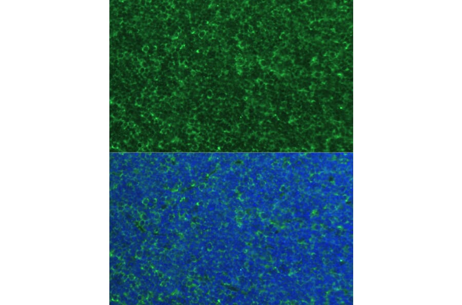 Immunofluorescence - Anti-Noxa Antibody (A10802) - Antibodies.com