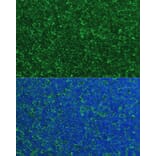Immunofluorescence - Anti-Noxa Antibody (A10802) - Antibodies.com