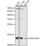 Western Blot - Anti-ADX Antibody (A10807) - Antibodies.com