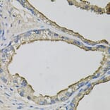Immunohistochemistry - Anti-LCN1 Antibody (A10808) - Antibodies.com