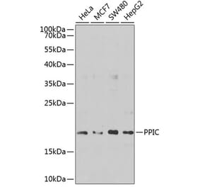Western Blot - Anti-PPIC Antibody (A10810) - Antibodies.com