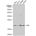 Western Blot - Anti-PPIC Antibody (A10810) - Antibodies.com