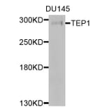 Western Blot - Anti-TEP1 Antibody (A9844) - Antibodies.com