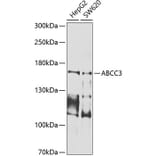 Western Blot - Anti-MRP3 Antibody (A10813) - Antibodies.com