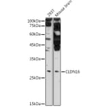 Western Blot - Anti-CLDN16/Claudin-16 Antibody (A10818) - Antibodies.com