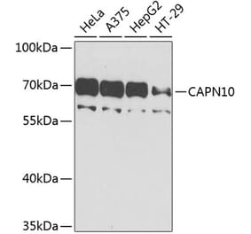 Western Blot - Anti-Calpain 10 Antibody (A10819) - Antibodies.com