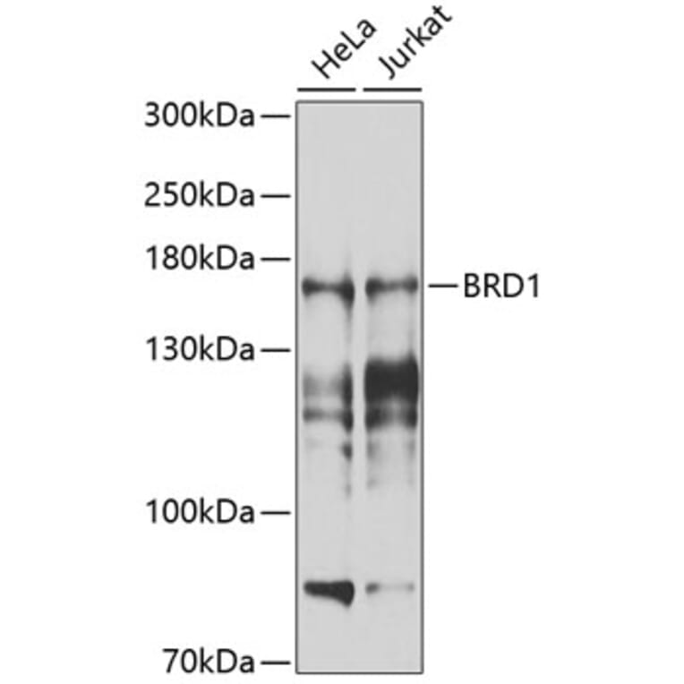 Western Blot - Anti-BRD1/BRL Antibody (A10820) - Antibodies.com