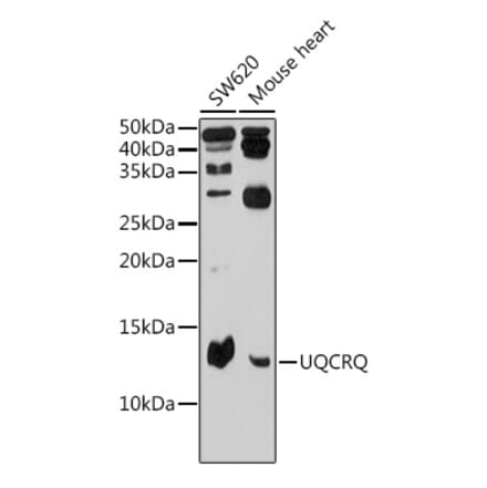Western Blot - Anti-Complex III Antibody (A10822) - Antibodies.com