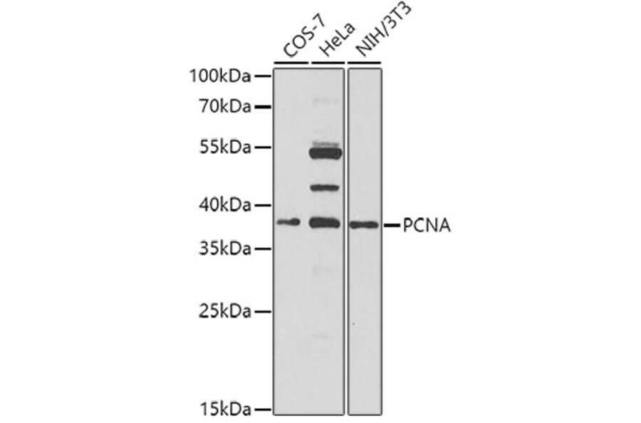 Western Blot - Anti-PCNA Antibody (A9909) - Antibodies.com
