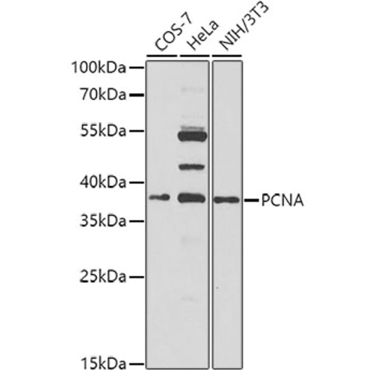 Western Blot - Anti-PCNA Antibody (A9909) - Antibodies.com