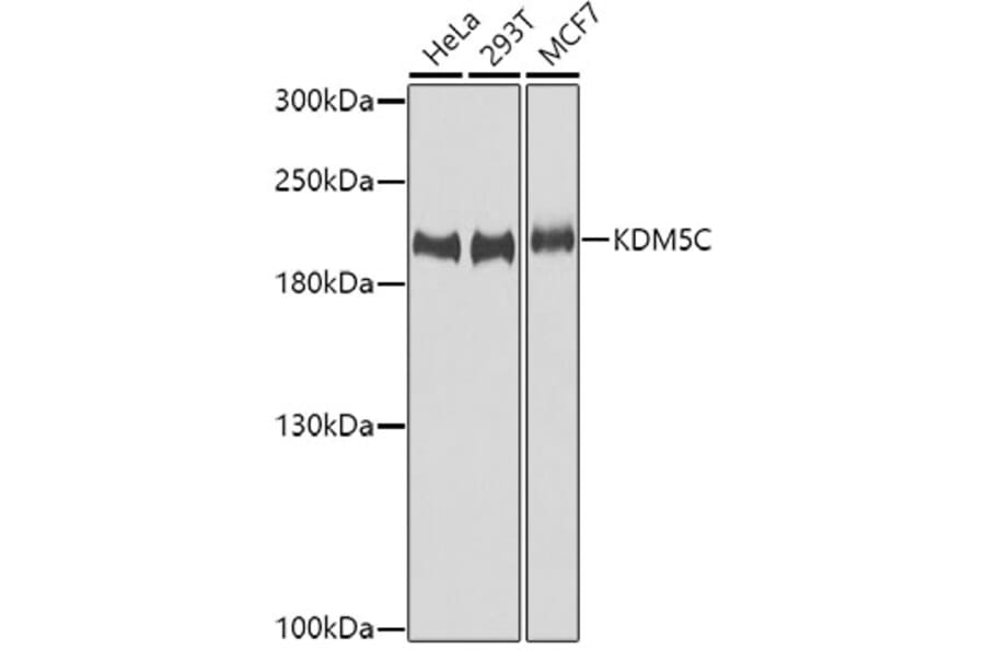 Western Blot - Anti-JARID1C Antibody (A9911) - Antibodies.com