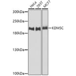 Western Blot - Anti-JARID1C Antibody (A9911) - Antibodies.com