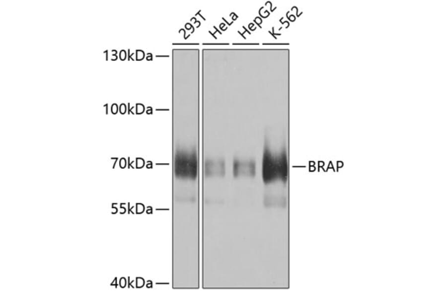 Western Blot - Anti-BRAP Antibody (A9912) - Antibodies.com