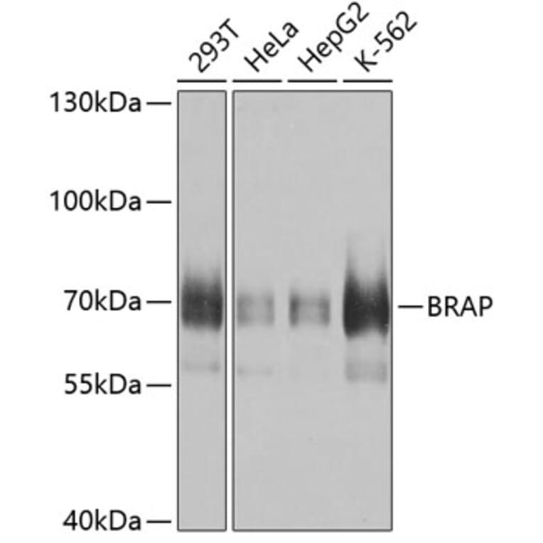 Western Blot - Anti-BRAP Antibody (A9912) - Antibodies.com