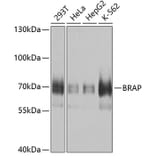 Western Blot - Anti-BRAP Antibody (A9912) - Antibodies.com