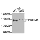 Western Blot - Anti-PROM1 Antibody (A9915) - Antibodies.com