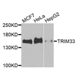 Western Blot - Anti-TRIM33 Antibody (A9919) - Antibodies.com