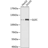 Western Blot - Anti-Glycine decarboxylase Antibody (A10845) - Antibodies.com