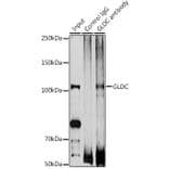 Western Blot - Anti-Glycine decarboxylase Antibody (A10845) - Antibodies.com