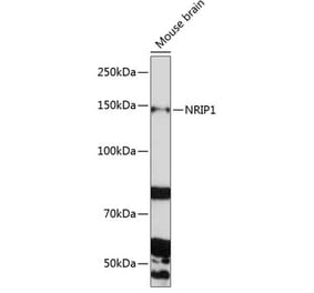 Western Blot - Anti-RIP140 Antibody (A10848) - Antibodies.com