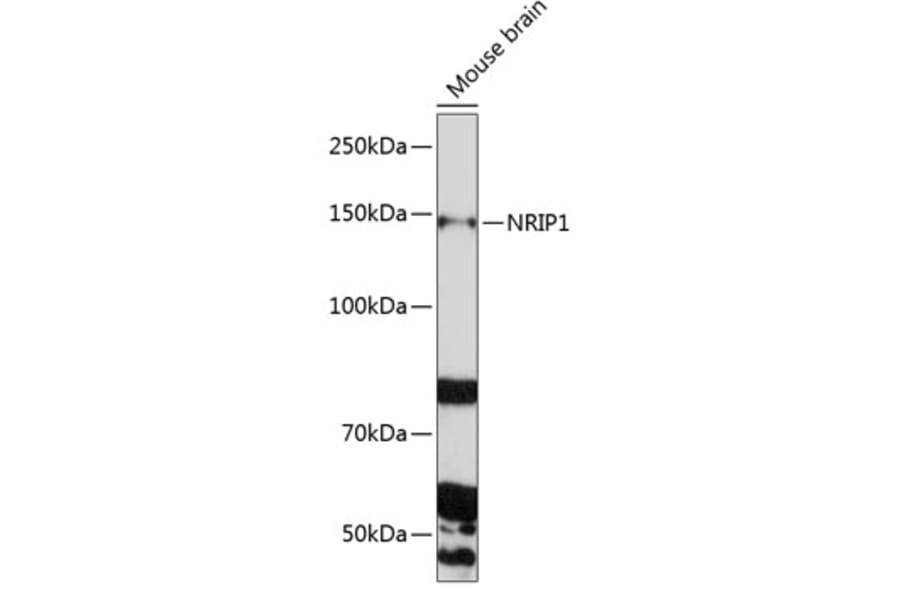 Western Blot - Anti-RIP140 Antibody (A10848) - Antibodies.com