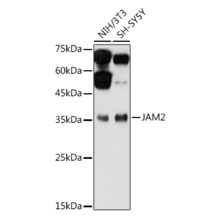 Western Blot - Anti-JAM2 Antibody (A10853) - Antibodies.com