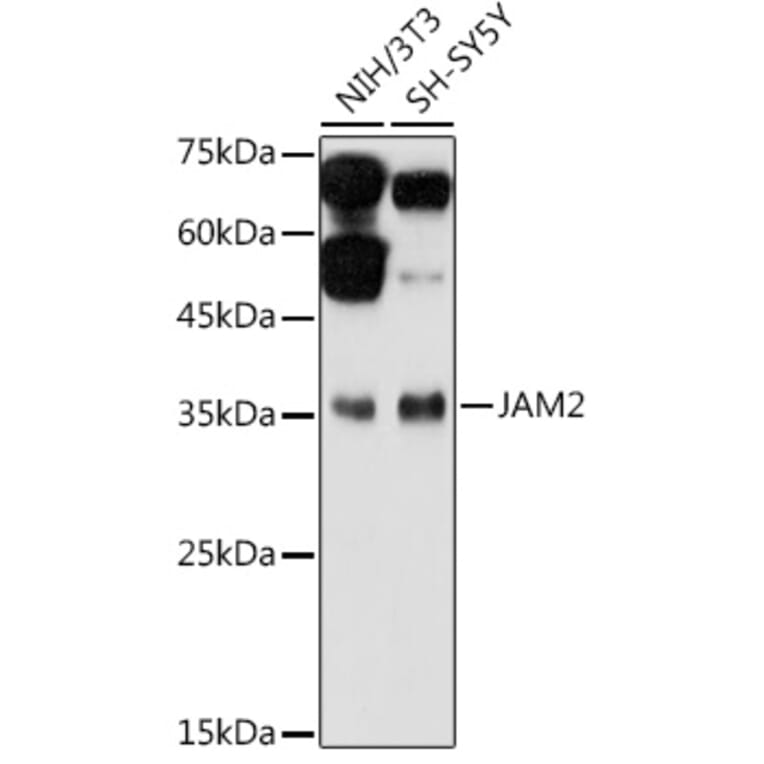 Western Blot - Anti-JAM2 Antibody (A10853) - Antibodies.com