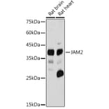 Western Blot - Anti-JAM2 Antibody (A10853) - Antibodies.com