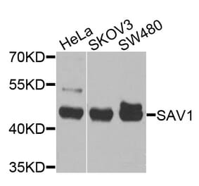 Western Blot - Anti-SAV1 Antibody (A10854) - Antibodies.com