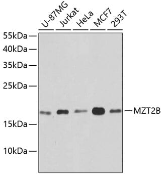 Western blot analysis of extracts of various cell lines, using Anti-MZT2B Antibody (A9984) at 1:1,000 dilution.
Secondary antibody: Goat Anti-Rabbit IgG (H+L) (HRP) (AS014) at 1:10,000 dilution.
Lysates / proteins: 25µg per lane.
Blocking buffer: 3% non-fat dry milk in TBST.
Detection: ECL Basic Kit (RM00020).
Exposure time: 1s.
