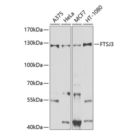 Western Blot - Anti-FTSJ3 Antibody (A10858) - Antibodies.com