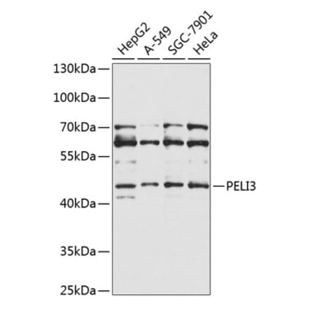 Western Blot - Anti-PELI3 Antibody (A10860) - Antibodies.com