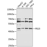 Western Blot - Anti-PELI3 Antibody (A10860) - Antibodies.com