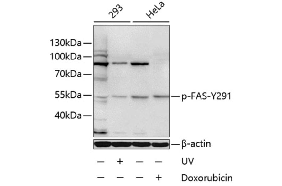 Western Blot - Anti-FAS (phospho Y291) Antibody (AP0007) - Antibodies.com
