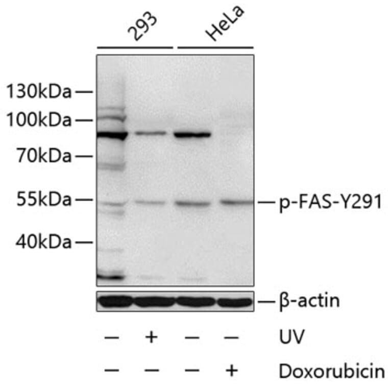 Western Blot - Anti-FAS (phospho Y291) Antibody (AP0007) - Antibodies.com
