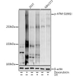 Western Blot - Anti-ATM (phospho Ser1981) Antibody (A10862) - Antibodies.com