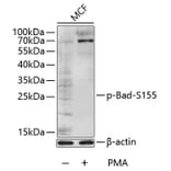 Western Blot - Anti-Bad (phospho S155) Antibody (AP0009) - Antibodies.com