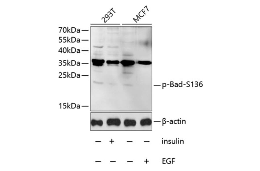 Western Blot - Anti-Bad (phospho S136) Antibody (AP0011) - Antibodies.com