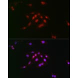 Immunofluorescence - Anti-Cyclin E1 (phospho Thr395) Antibody (A10865) - Antibodies.com