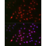 Immunofluorescence - Anti-Cyclin E1 (phospho Thr395) Antibody (A10865) - Antibodies.com