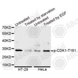Western Blot - Anti-Phospho-CDK1-T161 Antibody (AP0014) - Antibodies.com