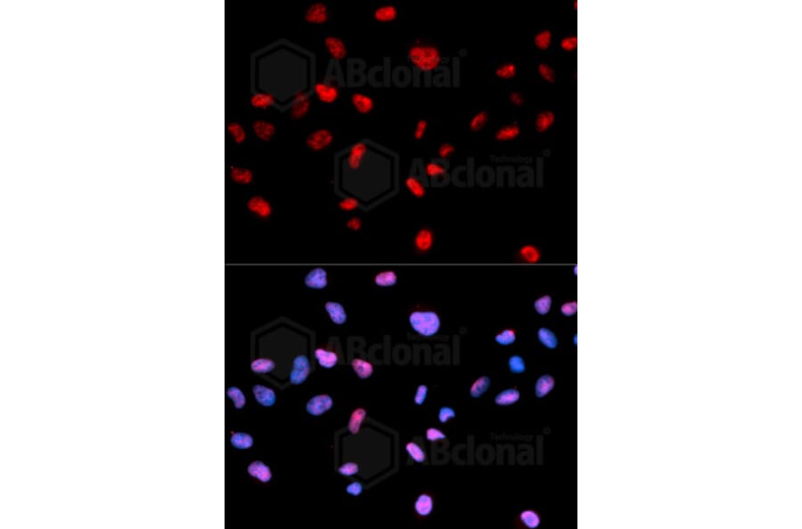 Immunofluorescence - Anti-Phospho-CDK1-T161 Antibody (AP0014) - Antibodies.com