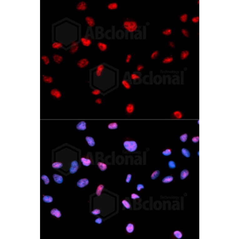 Immunofluorescence - Anti-Phospho-CDK1-T161 Antibody (AP0014) - Antibodies.com