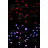 Immunofluorescence - Anti-Phospho-CDK1-T161 Antibody (AP0014) - Antibodies.com