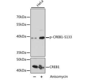 Western Blot - Anti-CREB (phospho Ser133) Antibody (A10868) - Antibodies.com