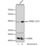 Western Blot - Anti-CREB (phospho Ser133) Antibody (A10868) - Antibodies.com