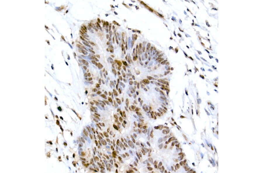 Immunohistochemistry - Anti-CREB (phospho Ser133) Antibody (A10868) - Antibodies.com
