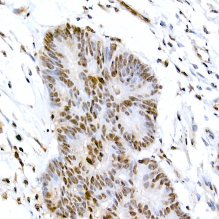 Immunohistochemistry - Anti-CREB (phospho Ser133) Antibody (A10868) - Antibodies.com