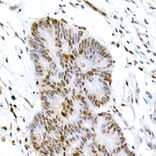 Immunohistochemistry - Anti-CREB (phospho Ser133) Antibody (A10868) - Antibodies.com