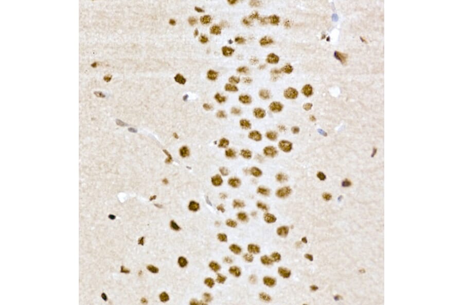 Immunohistochemistry - Anti-CREB (phospho Ser133) Antibody (A10868) - Antibodies.com